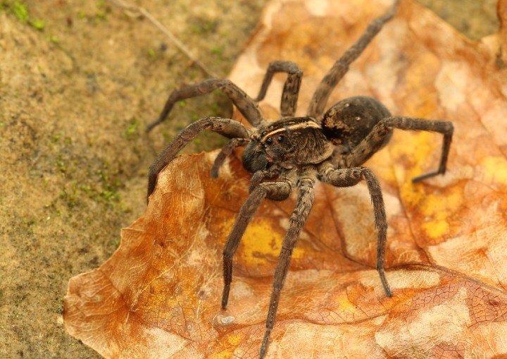 Wolf Spider